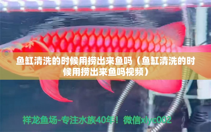 魚缸清洗的時(shí)候用撈出來魚嗎（魚缸清洗的時(shí)候用撈出來魚嗎視頻） 祥龍魚場(chǎng)