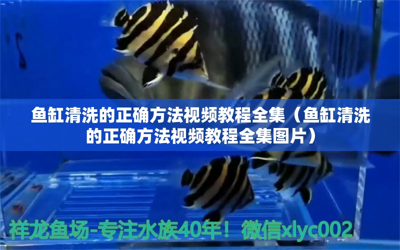 魚(yú)缸清洗的正確方法視頻教程全集（魚(yú)缸清洗的正確方法視頻教程全集圖片） 青龍魚(yú)