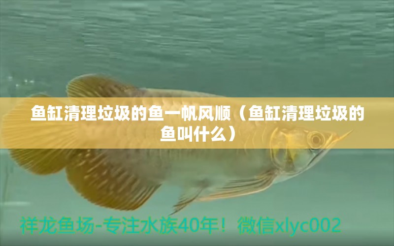 魚缸清理垃圾的魚一帆風順（魚缸清理垃圾的魚叫什么）