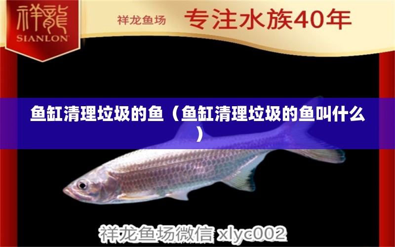 魚缸清理垃圾的魚（魚缸清理垃圾的魚叫什么）