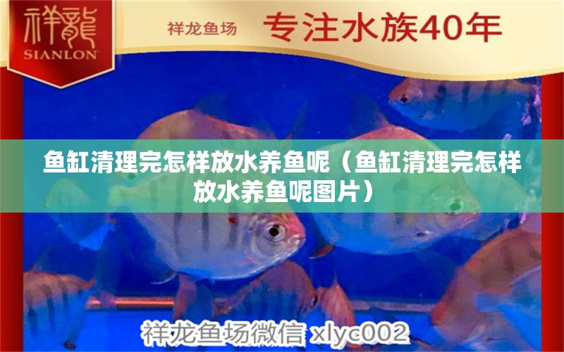 魚缸清理完怎樣放水養(yǎng)魚呢（魚缸清理完怎樣放水養(yǎng)魚呢圖片）