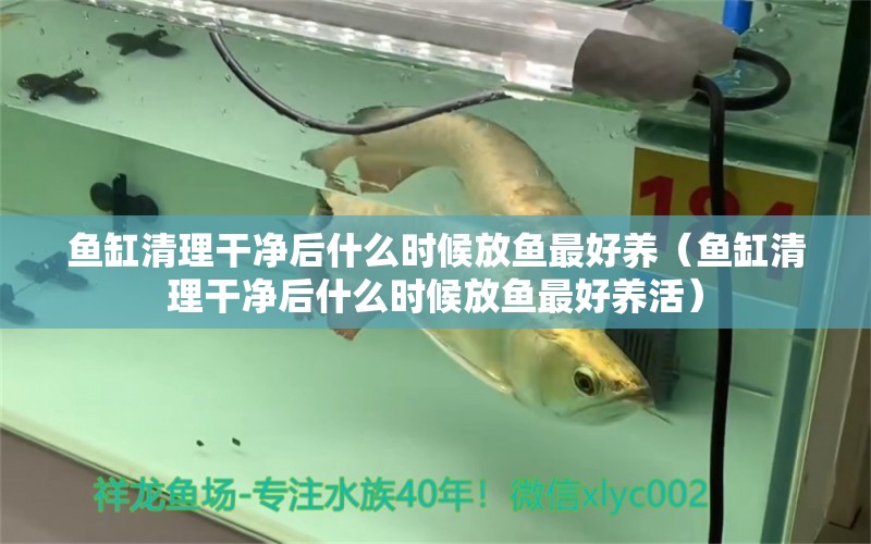 魚缸清理干凈后什么時候放魚最好養(yǎng)（魚缸清理干凈后什么時候放魚最好養(yǎng)活） 狗仔（招財貓)魚苗