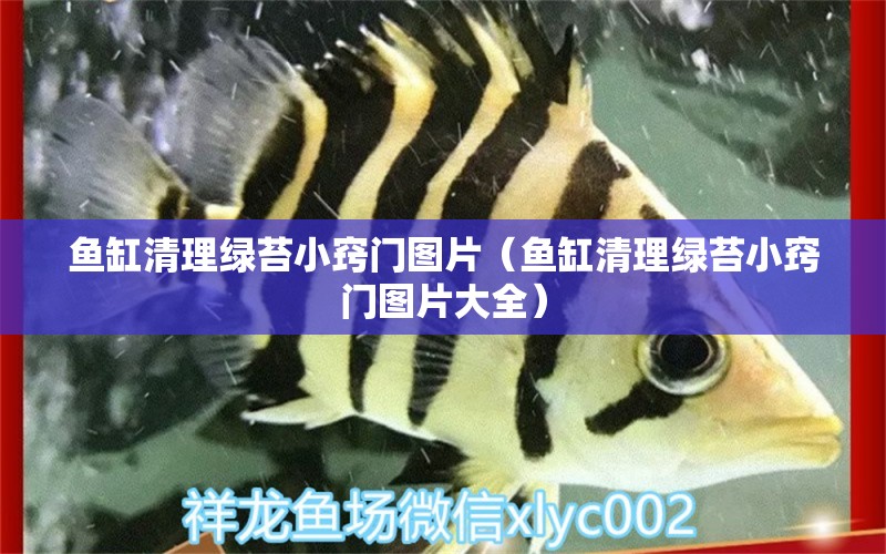 魚缸清理綠苔小竅門圖片（魚缸清理綠苔小竅門圖片大全）