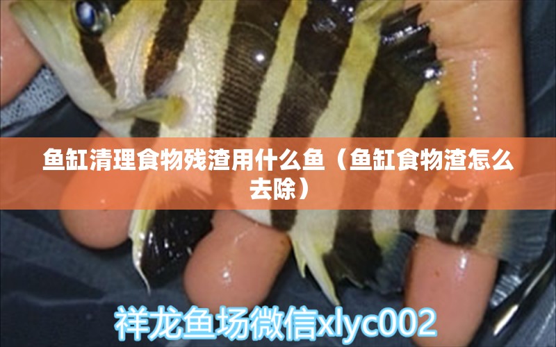 魚缸清理食物殘?jiān)檬裁呆~（魚缸食物渣怎么去除）