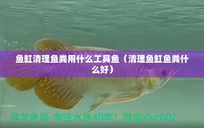 魚缸清理魚糞用什么工具魚（清理魚缸魚糞什么好） 觀賞魚企業(yè)目錄