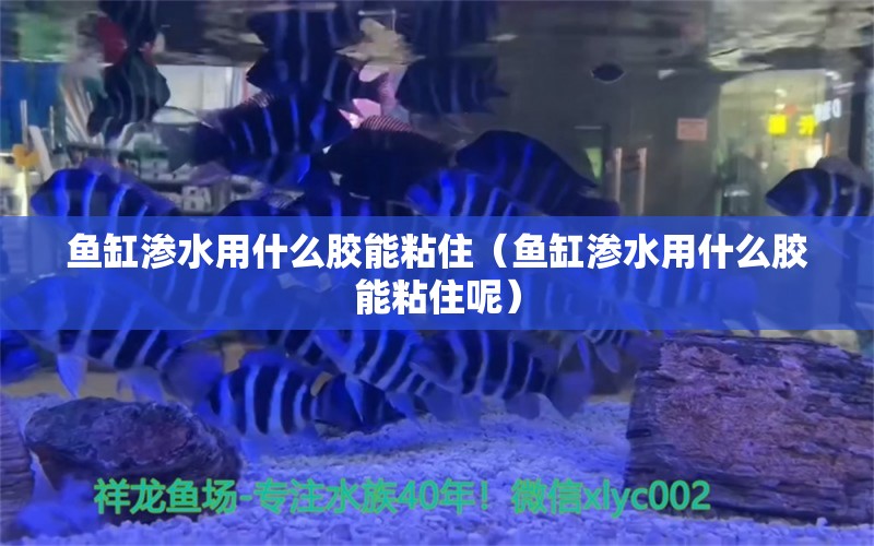 魚缸滲水用什么膠能粘?。~缸滲水用什么膠能粘住呢）