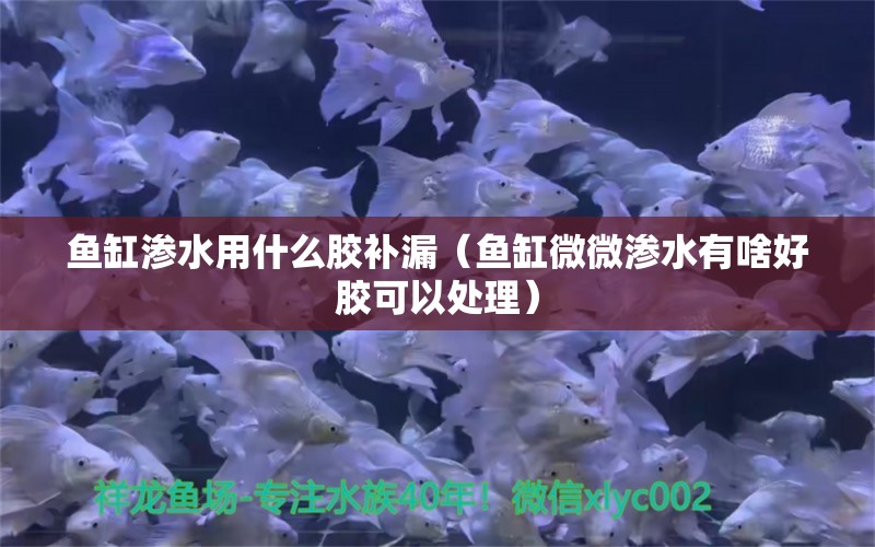 魚(yú)缸滲水用什么膠補(bǔ)漏（魚(yú)缸微微滲水有啥好膠可以處理） 暹羅巨鯉