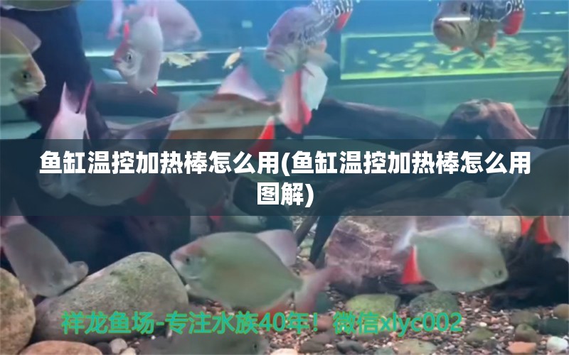 魚缸溫控加熱棒怎么用(魚缸溫控加熱棒怎么用圖解) 魚缸風水