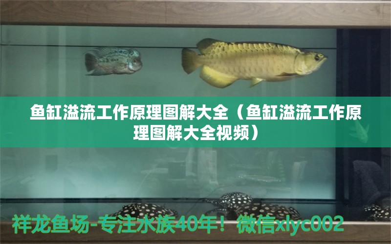 魚缸溢流工作原理圖解大全（魚缸溢流工作原理圖解大全視頻） 圖騰金龍魚