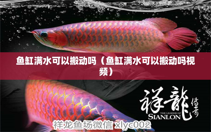 魚缸滿水可以搬動(dòng)嗎（魚缸滿水可以搬動(dòng)嗎視頻）