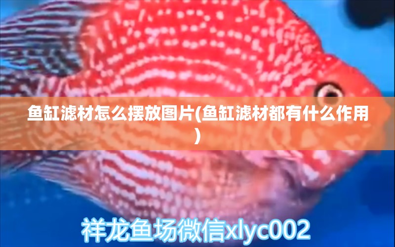 魚(yú)缸濾材怎么擺放圖片(魚(yú)缸濾材都有什么作用) 銀龍魚(yú)