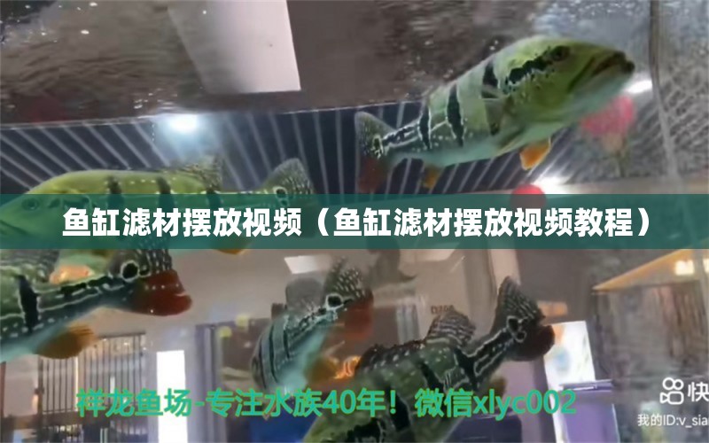 魚缸濾材擺放視頻（魚缸濾材擺放視頻教程） 觀賞魚市場（混養(yǎng)魚）