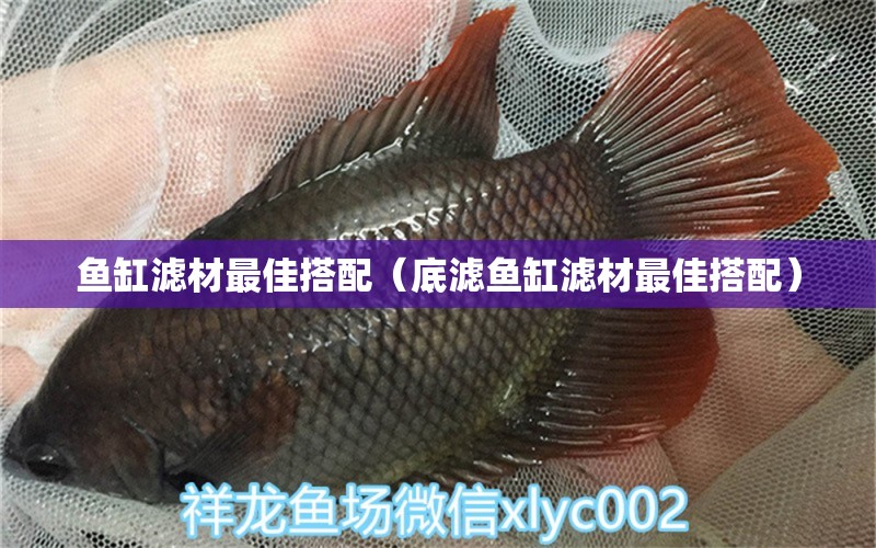 魚(yú)缸濾材最佳搭配（底濾魚(yú)缸濾材最佳搭配） 金龍魚(yú)糧