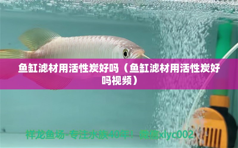 魚缸濾材用活性炭好嗎（魚缸濾材用活性炭好嗎視頻） 和尚魚