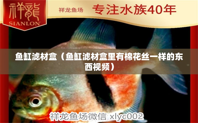 魚缸濾材盒（魚缸濾材盒里有棉花絲一樣的東西視頻） 赤焰中國虎魚