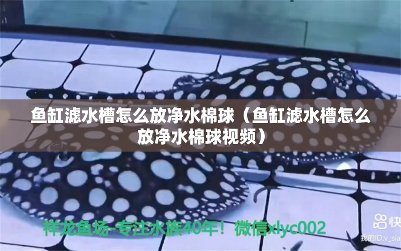 魚缸濾水槽怎么放凈水棉球（魚缸濾水槽怎么放凈水棉球視頻） 祥龍水族醫(yī)院