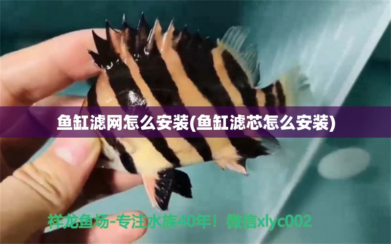 魚缸濾網(wǎng)怎么安裝(魚缸濾芯怎么安裝) 埃及神仙魚 第1張