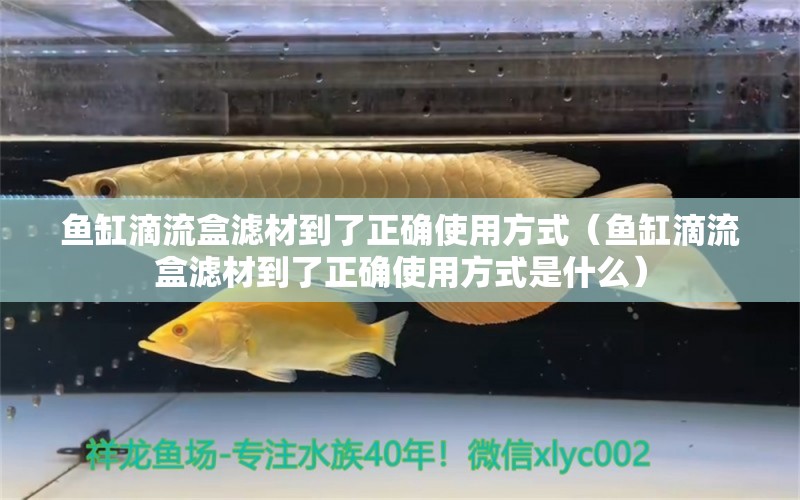 魚缸滴流盒濾材到了正確使用方式（魚缸滴流盒濾材到了正確使用方式是什么） 斑馬鴨嘴魚