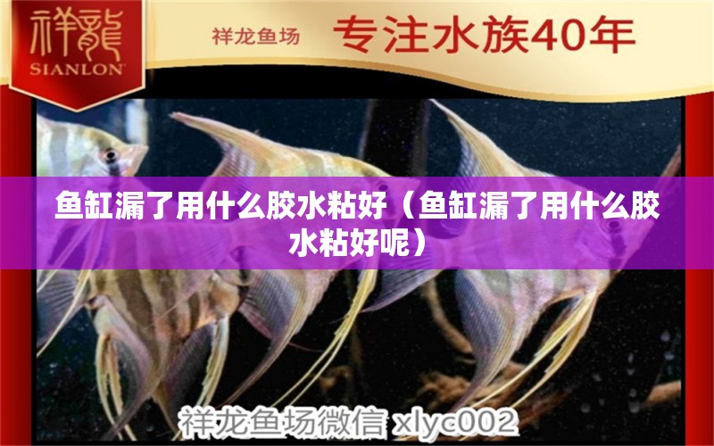 魚缸漏了用什么膠水粘好（魚缸漏了用什么膠水粘好呢） 祥龍水族醫(yī)院