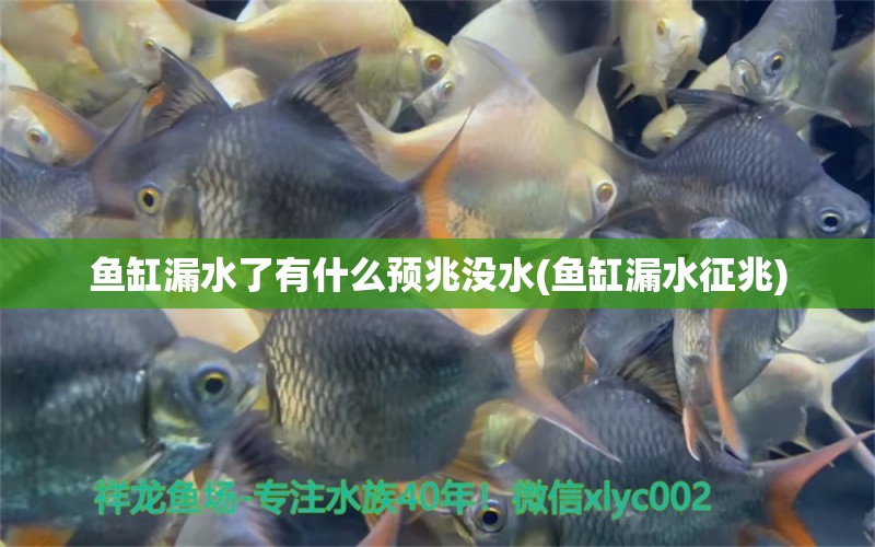 魚缸漏水了有什么預兆沒水(魚缸漏水征兆) 豬鼻龜百科 第1張