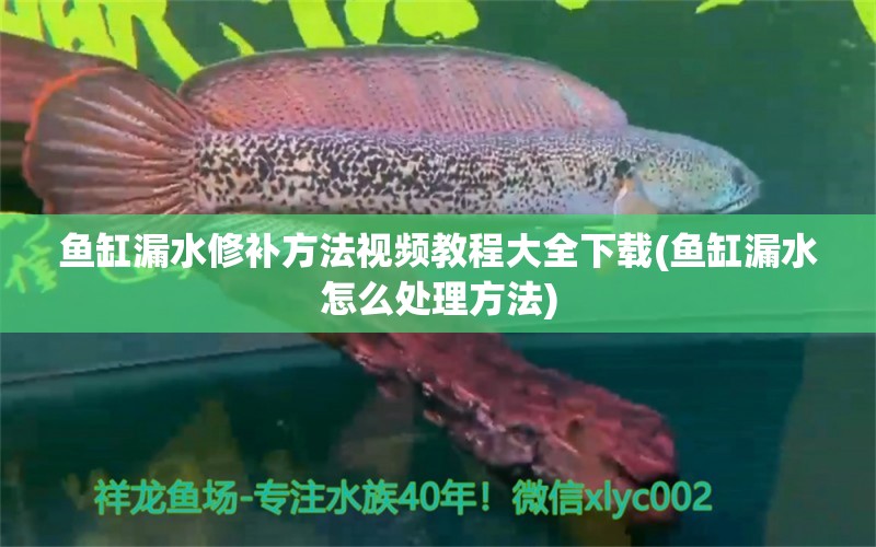 魚(yú)缸漏水修補(bǔ)方法視頻教程大全下載(魚(yú)缸漏水怎么處理方法)