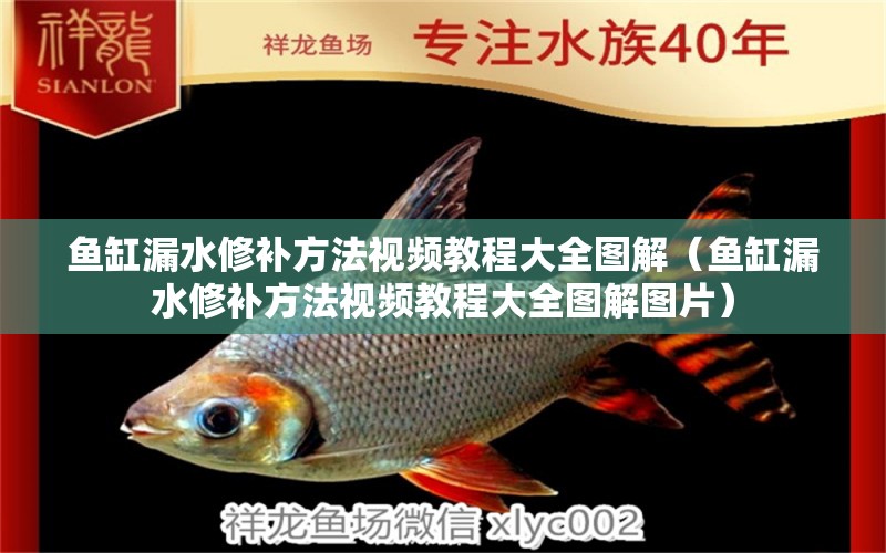 魚缸漏水修補方法視頻教程大全圖解（魚缸漏水修補方法視頻教程大全圖解圖片）