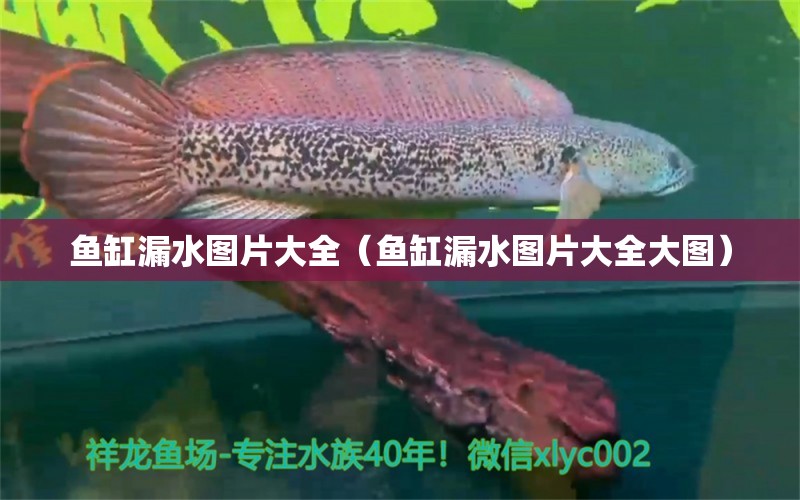 魚缸漏水圖片大全（魚缸漏水圖片大全大圖）