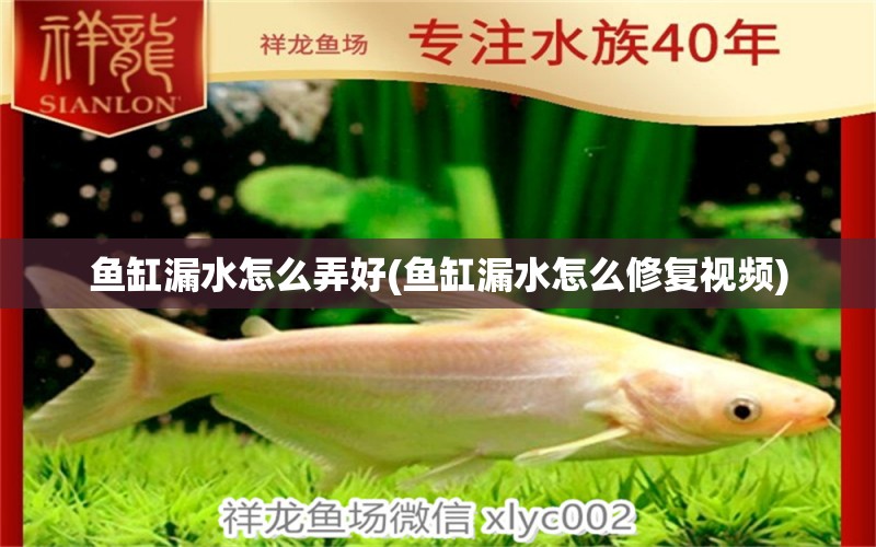 魚缸漏水怎么弄好(魚缸漏水怎么修復(fù)視頻)