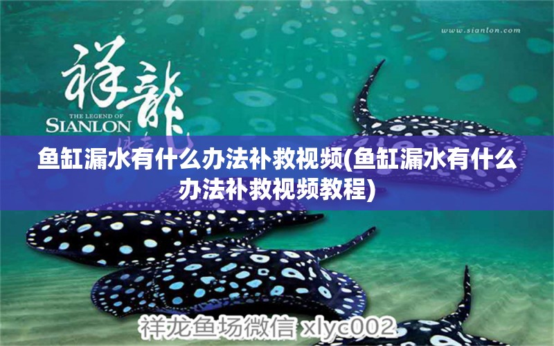 魚缸漏水有什么辦法補(bǔ)救視頻(魚缸漏水有什么辦法補(bǔ)救視頻教程) 哥倫比亞巨暴魚苗