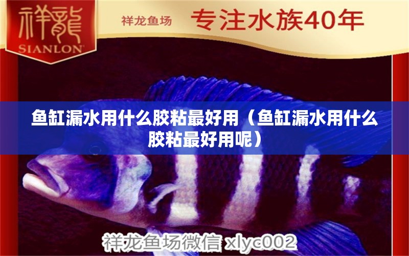 魚缸漏水用什么膠粘最好用（魚缸漏水用什么膠粘最好用呢）