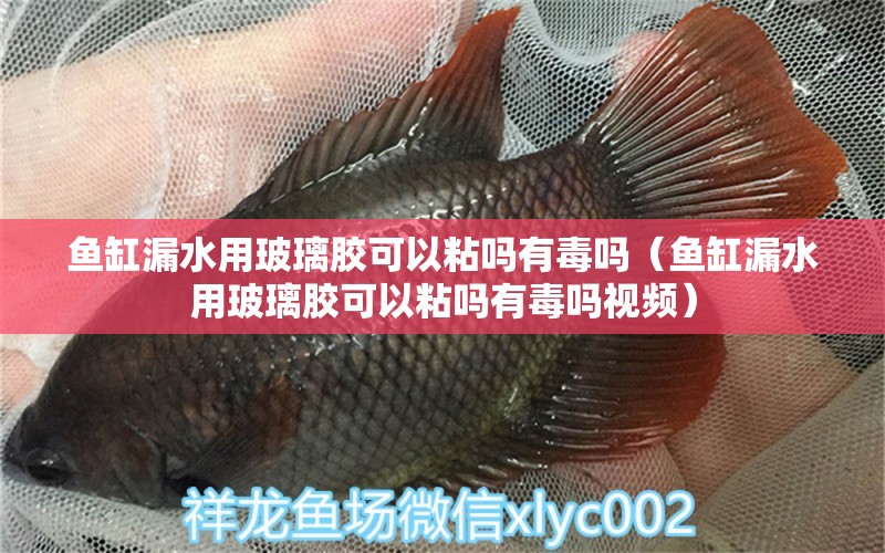 魚缸漏水用玻璃膠可以粘嗎有毒嗎（魚缸漏水用玻璃膠可以粘嗎有毒嗎視頻） 觀賞魚水族批發(fā)市場