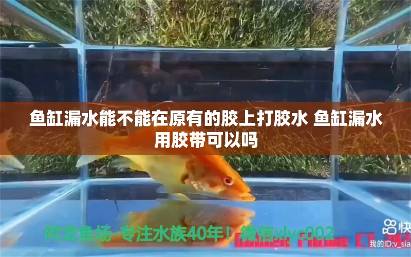 魚缸漏水能不能在原有的膠上打膠水 魚缸漏水用膠帶可以嗎 紅白錦鯉魚