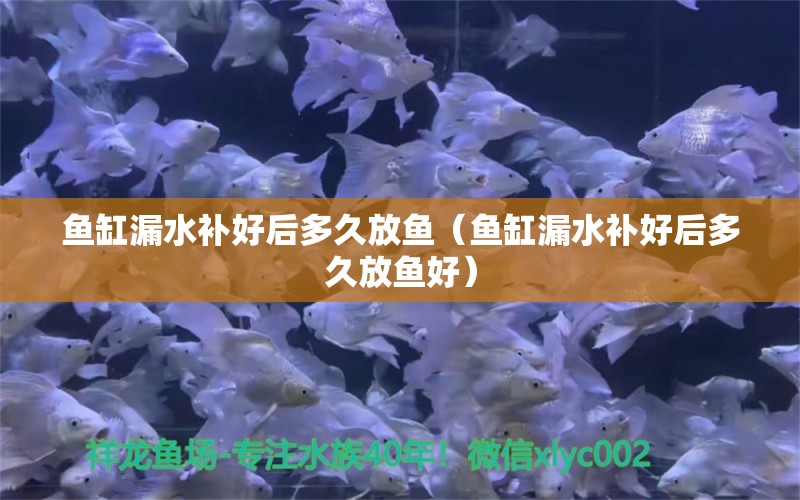 魚缸漏水補好后多久放魚（魚缸漏水補好后多久放魚好）