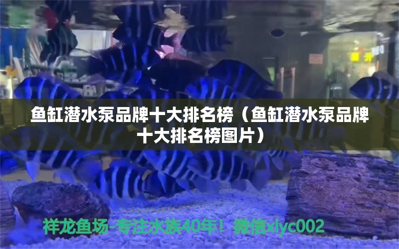 魚缸潛水泵品牌十大排名榜（魚缸潛水泵品牌十大排名榜圖片） 狗仔（招財貓)魚苗