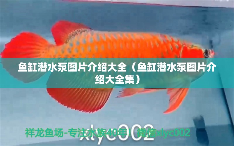 魚缸潛水泵圖片介紹大全（魚缸潛水泵圖片介紹大全集） 魚缸水質(zhì)穩(wěn)定劑