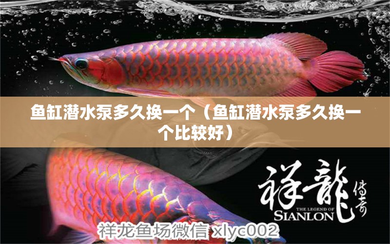 魚缸潛水泵多久換一個(gè)（魚缸潛水泵多久換一個(gè)比較好） 祥龍水族醫(yī)院