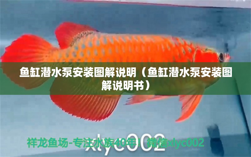 魚(yú)缸潛水泵安裝圖解說(shuō)明（魚(yú)缸潛水泵安裝圖解說(shuō)明書(shū)） 觀賞魚(yú)市場(chǎng)（混養(yǎng)魚(yú)）