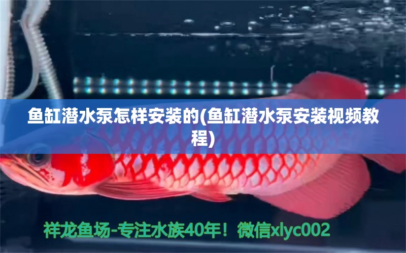 魚缸潛水泵怎樣安裝的(魚缸潛水泵安裝視頻教程)