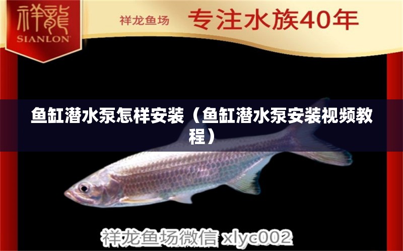 魚缸潛水泵怎樣安裝（魚缸潛水泵安裝視頻教程）