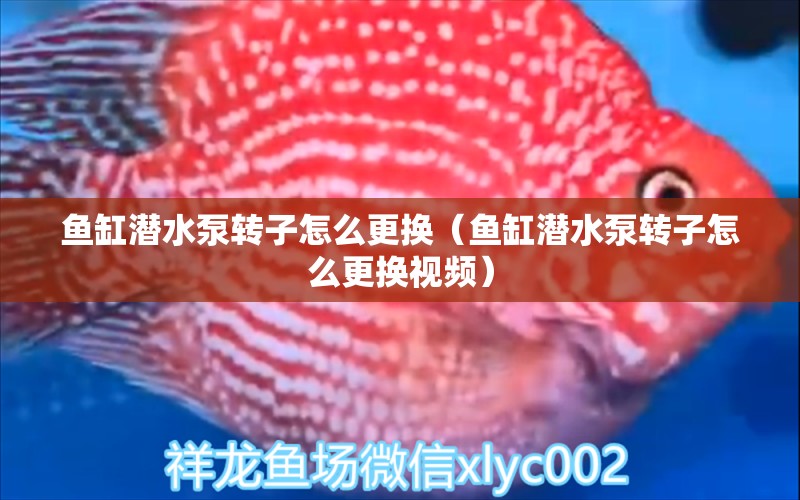 魚缸潛水泵轉(zhuǎn)子怎么更換（魚缸潛水泵轉(zhuǎn)子怎么更換視頻）