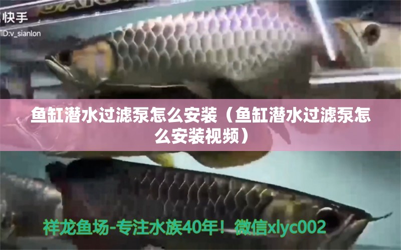 魚缸潛水過濾泵怎么安裝（魚缸潛水過濾泵怎么安裝視頻） 祥龍水族醫(yī)院