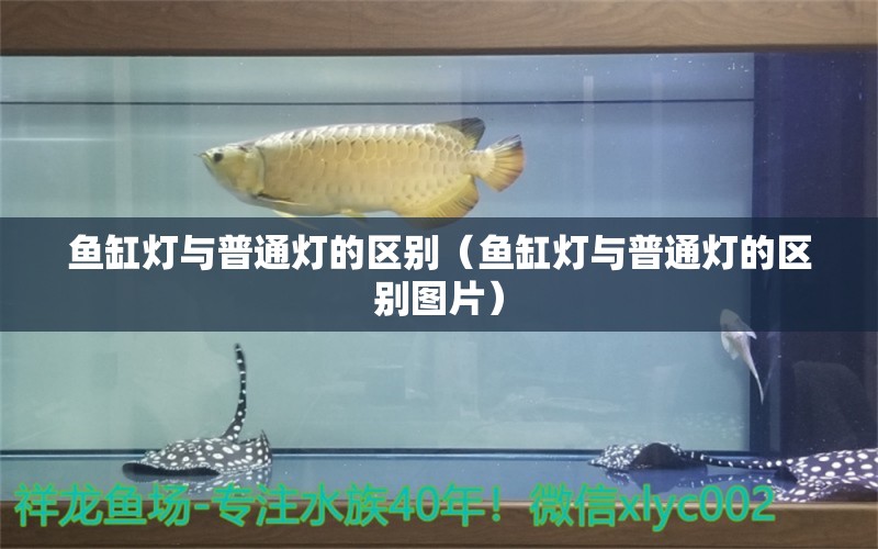 魚缸燈與普通燈的區(qū)別（魚缸燈與普通燈的區(qū)別圖片） 七彩神仙魚