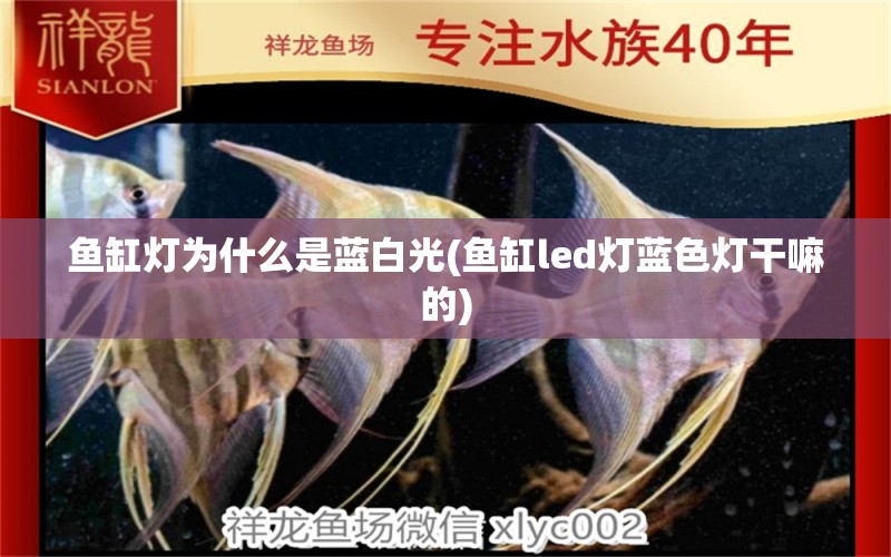 魚缸燈為什么是藍白光(魚缸led燈藍色燈干嘛的) 超血紅龍魚 第1張