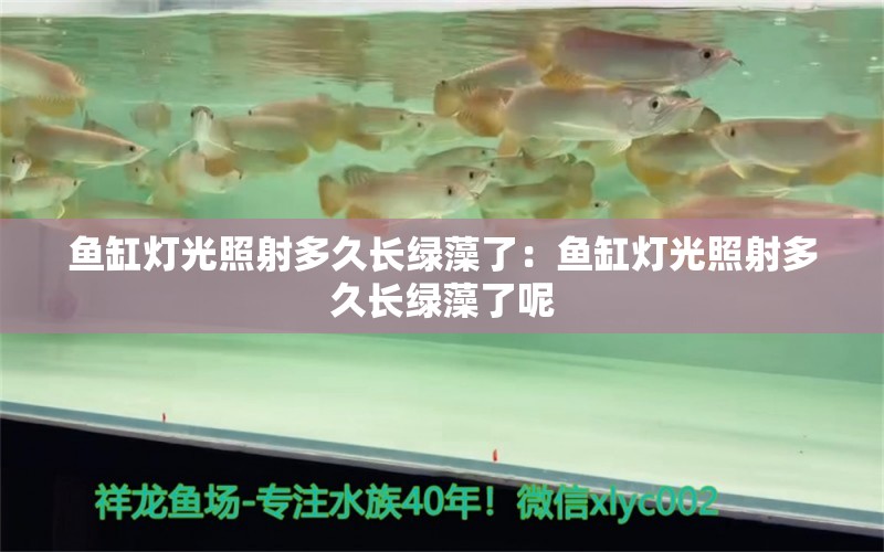 魚(yú)缸燈光照射多久長(zhǎng)綠藻了：魚(yú)缸燈光照射多久長(zhǎng)綠藻了呢