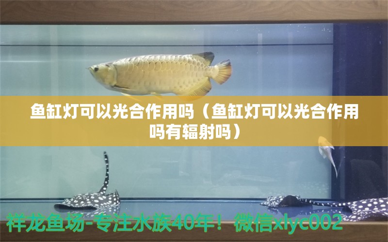 魚缸燈可以光合作用嗎（魚缸燈可以光合作用嗎有輻射嗎） 祥龍水族醫(yī)院