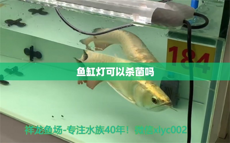 魚缸燈可以殺菌嗎