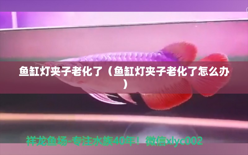 魚缸燈夾子老化了（魚缸燈夾子老化了怎么辦）