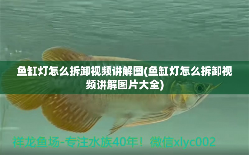 魚缸燈怎么拆卸視頻講解圖(魚缸燈怎么拆卸視頻講解圖片大全) 高背金龍魚 第1張