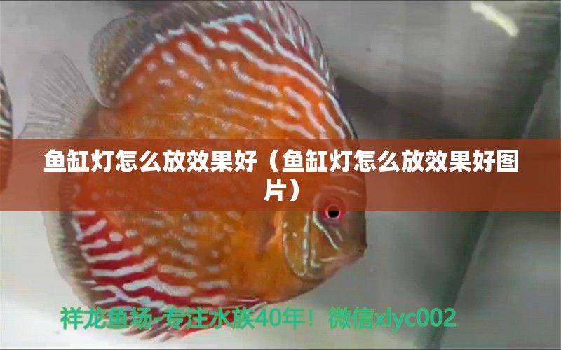 魚缸燈怎么放效果好（魚缸燈怎么放效果好圖片）