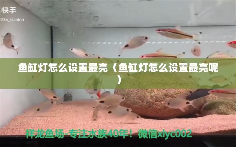 魚缸燈怎么設(shè)置最亮（魚缸燈怎么設(shè)置最亮呢）